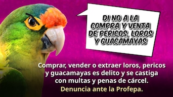 Campaña de Profepa para frenar el trafico ilegal de aves.