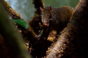 Vista de un guatín liberada