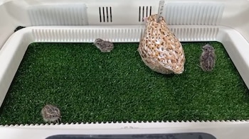 Tres crías de torillo andaluz nacidas en el marco del proyecto de reintroducción de la especie en España. (Junta de Andalucía)