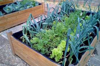 Hacer una huerta urbana no