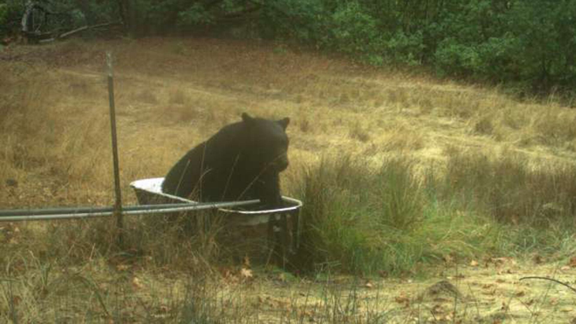 Un estudio de UCLA y UC Davis revela que la escasez de agua impulsa a la fauna silvestre a buscar recursos en áreas habitadas (Créditos: Kendall Calhoun,postdoctoral researcher at UC Davis)