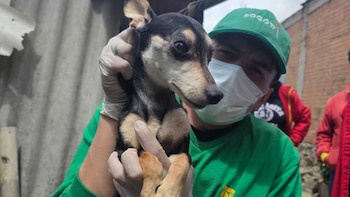 La Alcaldía de Bogotá rescató a 32 animales que eran víctimas de maltrato en diferentes localidades