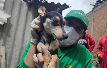 Las autoridades piden apoyo de la comunidad para evitar más casos de maltrato - crédito @AnimalesBOG / X