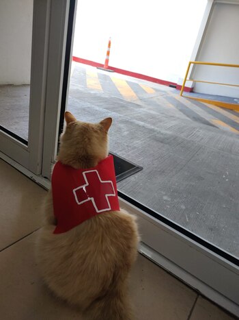 Sonia tuvo la idea de