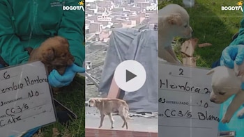 Rescatan a madre canina y