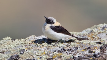 Ejemplar de collalba rubia, una de las aves agrarias afectadas por este declive en Europa. (Juan Lacruz/Wikimedia Commons)