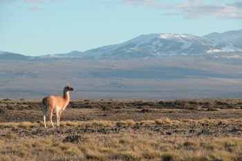 Imagen LR72HCNIIVFMJBAOW6YM25ACEA