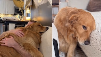 Wally, el perro viral que se emociona demasiado: nació durante la pandemia y desarrolló una sensibilidad aguda