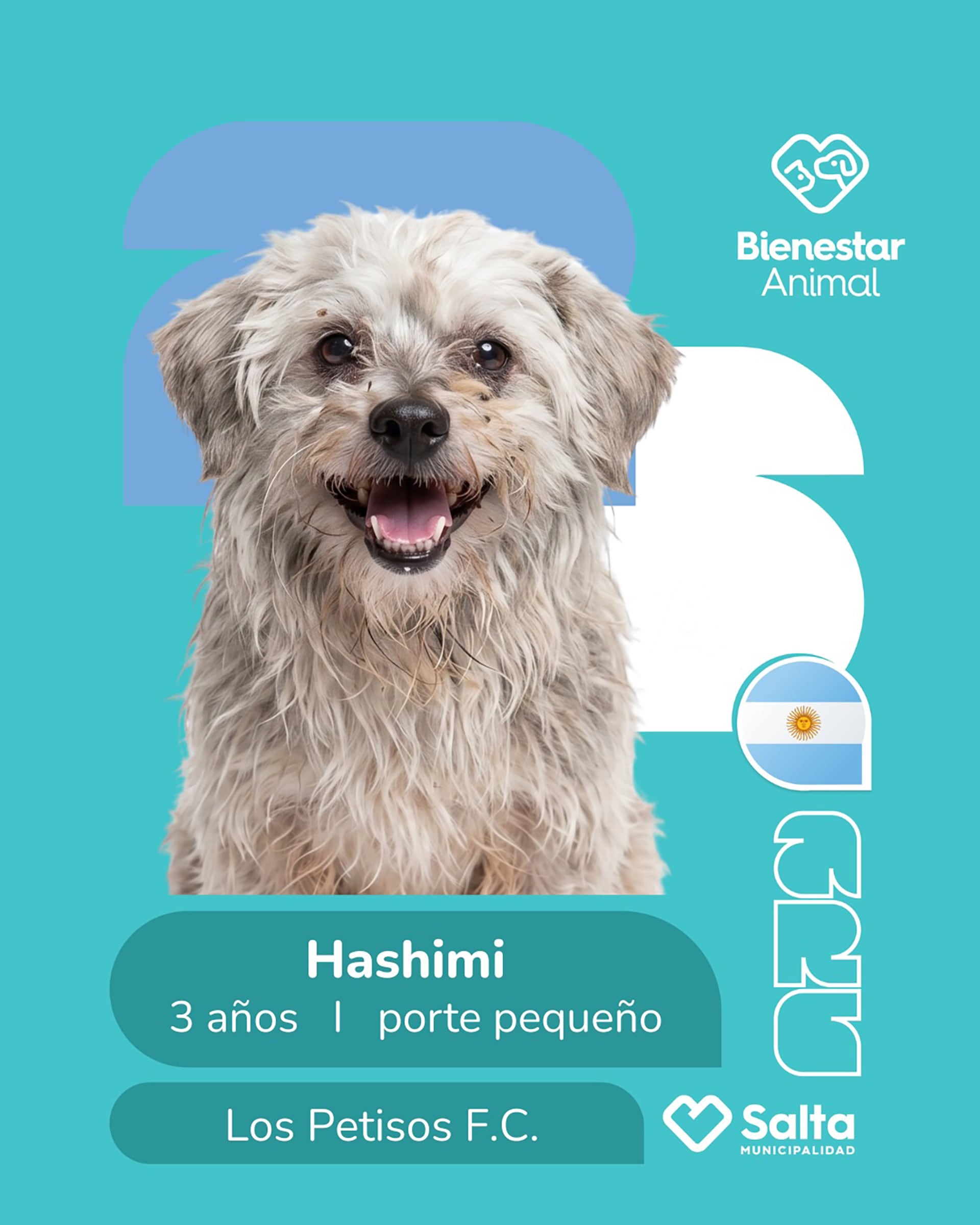 El centro está destinado exclusivamente a perros en situación de calle.