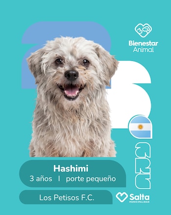 Perros adopción salta