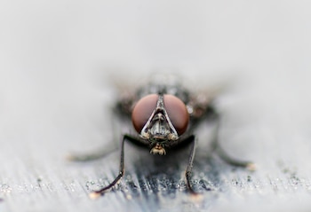 Las moscas segregan una enzima