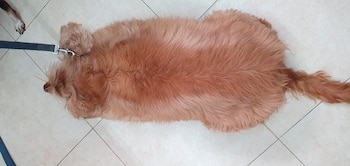 La obesidad canina se asocia