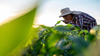 Gobierno dominicano extiende subsidio a fertilizantes para proteger producción y estabilidad de los alimentos
