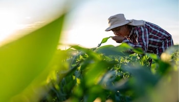 Nueve de cada diez productores agrícolas en Guatemala reportan aumento de costos debido al alza en combustibles y fertilizantes, según la Cámara del Agro. (Freepik)