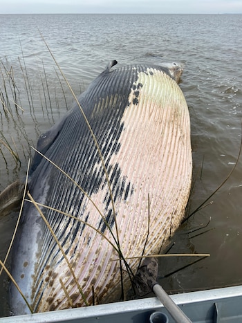 Ballena apareció muerta en Punta Espinillo, Montevideo (Gabriel Martínez - Grupo de Trabajo en Varamientos)