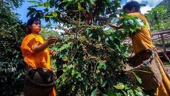 La Junta Nacional de Café