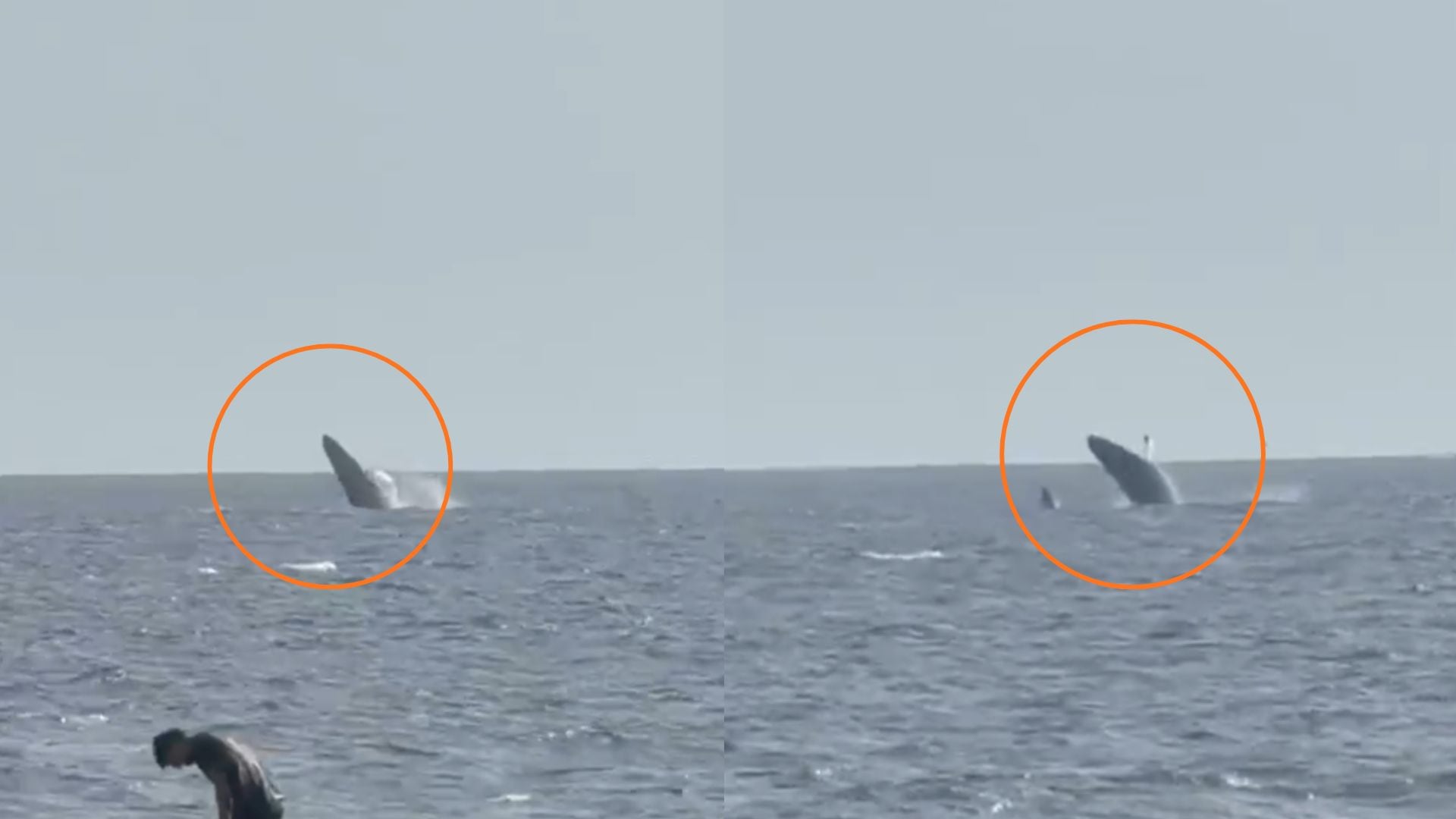 Ballenas jorobadas frente a las playas de Lima: un fenómeno marino que rara vez ocurre tan cerca de la costa