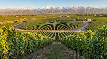 Hileras perfectas de viñedos de uvas Malbec maduras bajo la luz dorada del amanecer en el Valle de Uco, Mendoza, con la Cordillera de los Andes nevada al fondo.