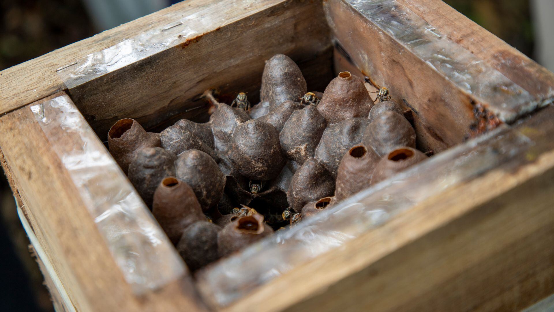El rescate y cuidado de abejas sin aguijón fortalece la biodiversidad local (World Vision Ecuador)