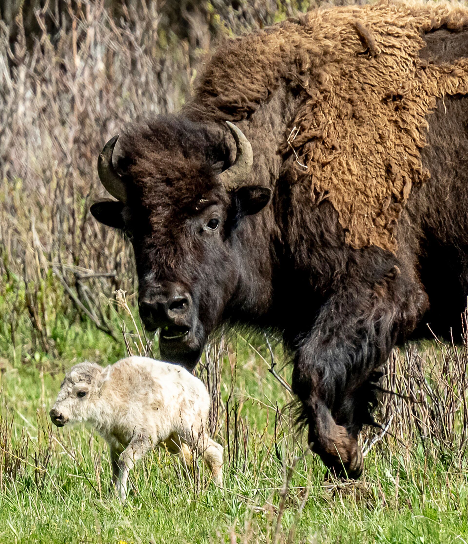 cría de búfalo blanco en el parque de Yellowston
