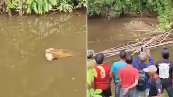 Un cocodrilo de 4 metros