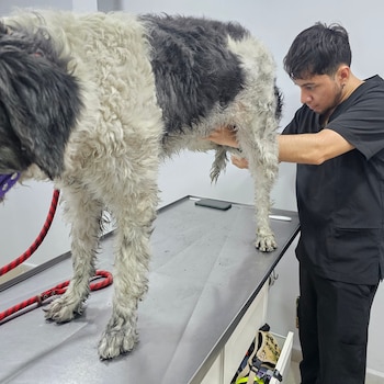 Fénix, mezcla de pastor inglés,