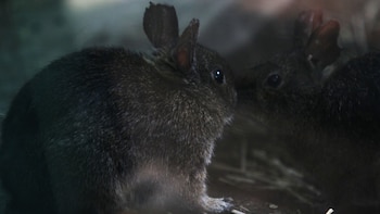 Teporingo, el diminuto conejo mexicano