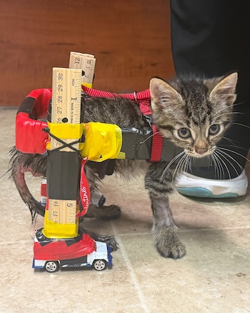 Gatito atigrado con arnés rojo, estructura de reglas de madera, cinta amarilla y negra, y ruedas de juguete, sobre un suelo