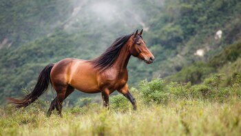 Caballos Brumby: los equinos salvajes