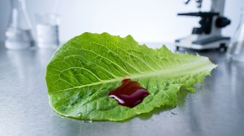 Una hoja de lechuga verde con una gota de líquido rojo espeso sobre una mesa metálica en un laboratorio con microscopio al fondo.