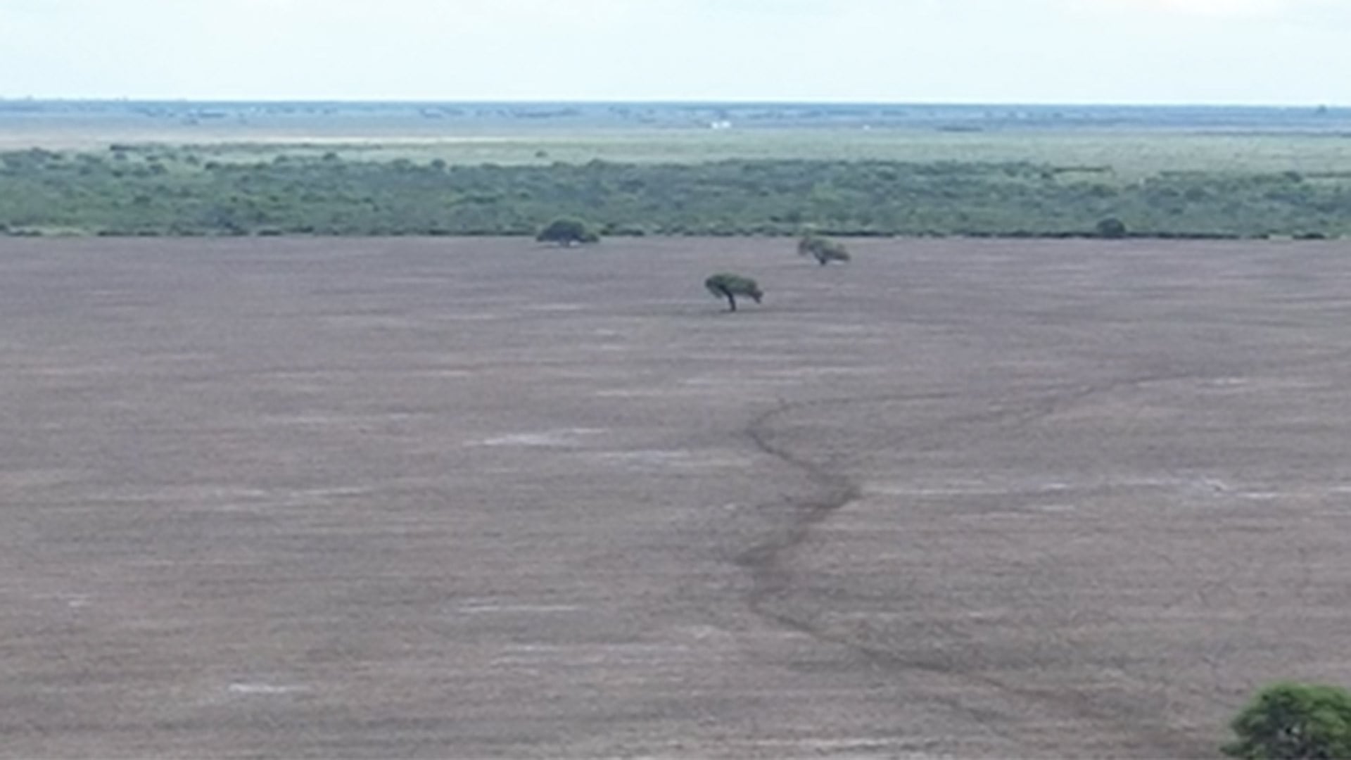 La Universidad Nacional de Santiago del Estero produjo 20.000 ejemplares nativos y participó en investigaciones, capacitaciones y trabajo con comunidades rurales para la restauración del bosque (The Nature Conservancy)