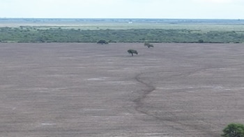 Plantación árboles Gran Chaco
