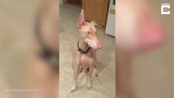 29/03/2021 Conoce a Prima, una