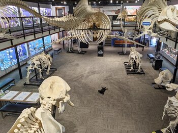 El felino convive todos los