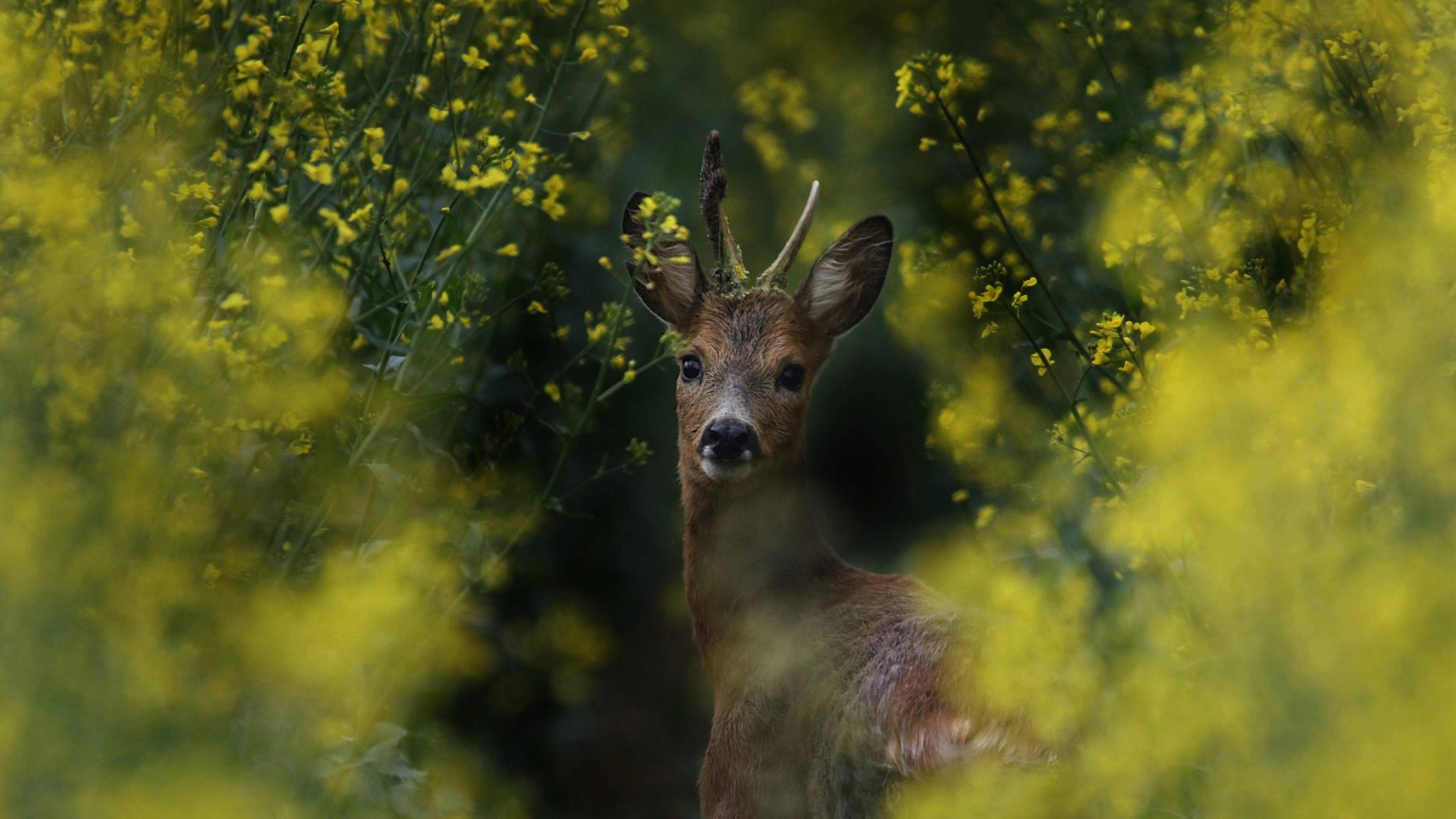 Cuando el embarazo se paraliza para poder nacer en primavera: la estrategia que pocos mamíferos pueden hacer