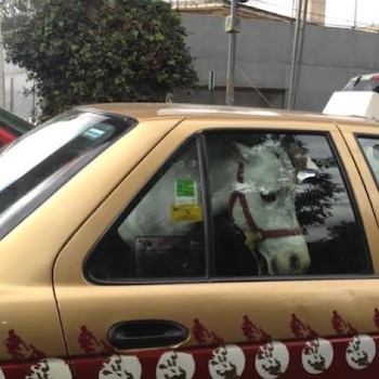 No se sabe cómo llegó