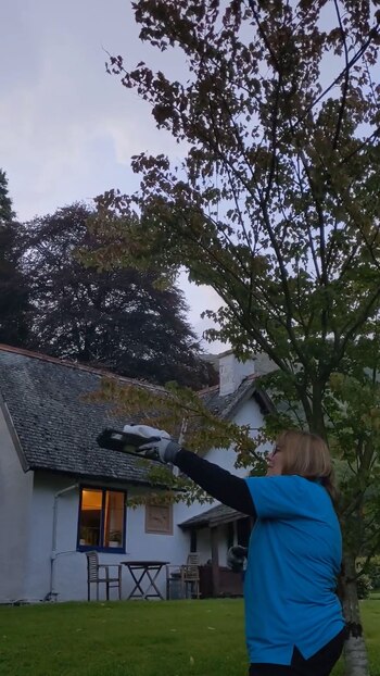 cría murciélago - viaja - Escocia", por favor