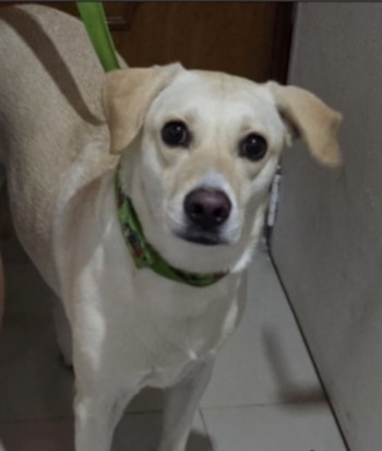 El refugio Canes Guerreros documentó