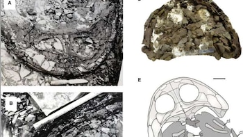Un fósil perdido en el Ártico revela cómo era la vida en la región hace 240 millones de años