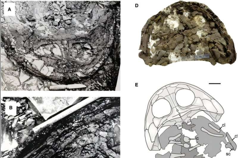 Un fósil perdido en el Ártico revela cómo era la vida en la región hace 240 millones de años