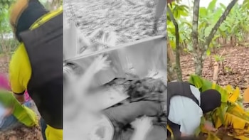 Difunden nuevas imágenes del operativo