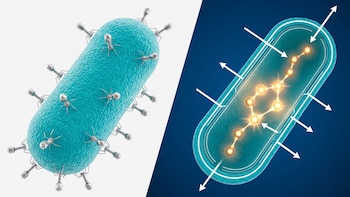 Identifican cómo se defienden las bacterias de los virus, un hallazgo que podría ser clave ante la resistencia antimicrobiana