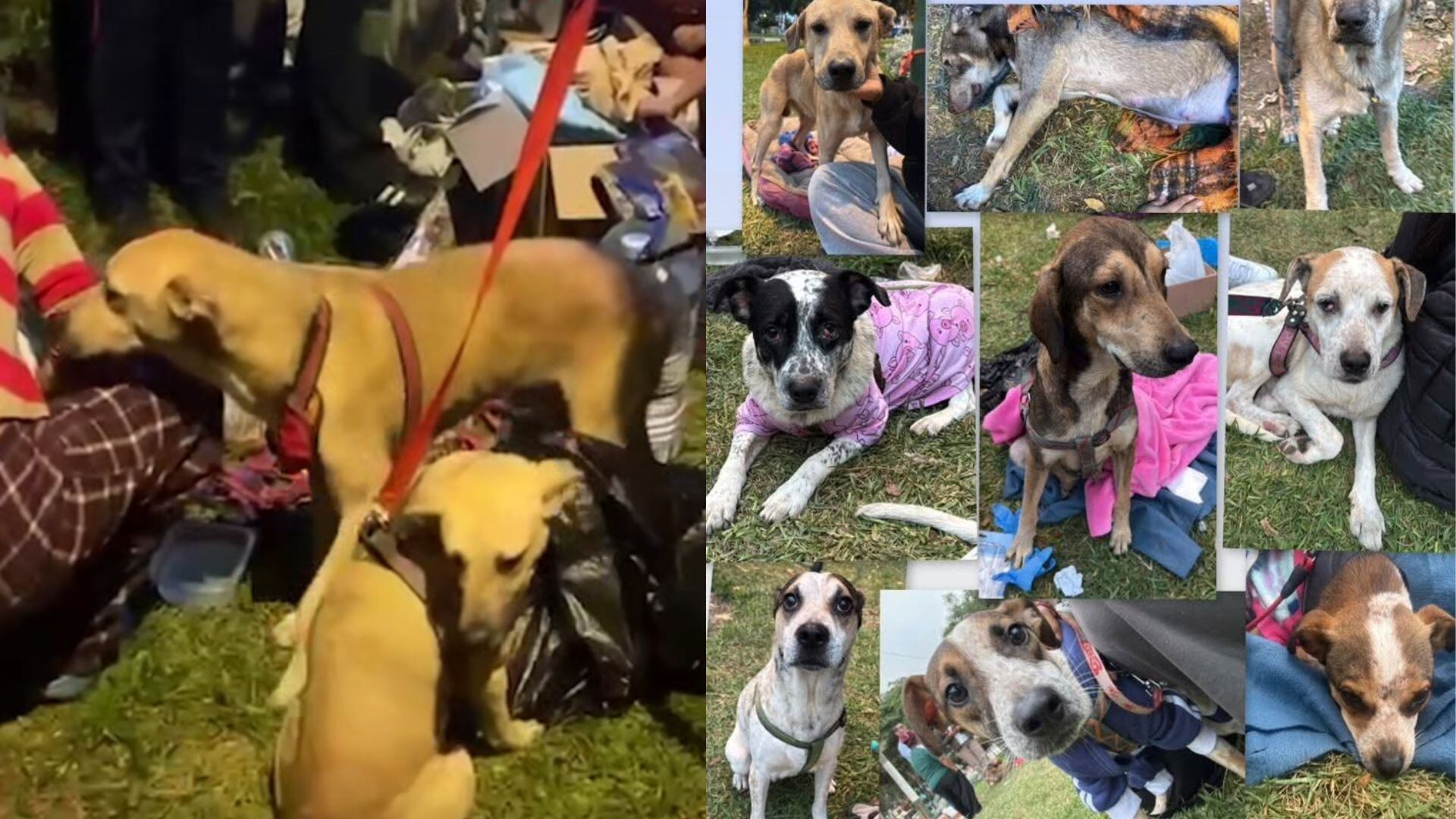 Rescatan más de 30 perros desnutridos en Los Olivos tras denuncias vecinales