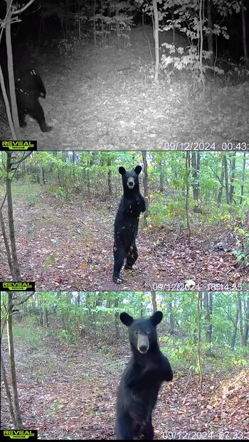 La historia de este oso