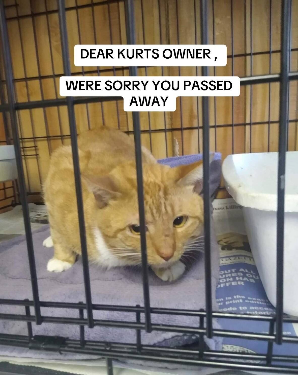 El pelaje sucio y los cortes en la cara revelaban que Kurt había dejado de acicalarse por completo.—(TikTok, @courtniescats)