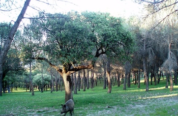 Un jabalí en el monte