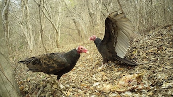 Un estudio revela que la