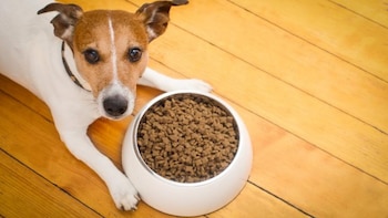 Un perro Jack Russell Terrier de pelaje blanco y marrón claro, con collar oscuro, yace en un suelo de madera junto a un tazón blanco con alimento balanceado