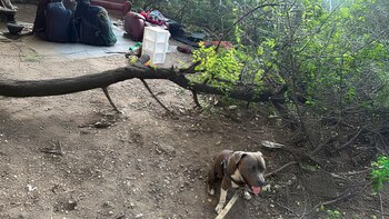 El pitbull héroe de Pittsburgh