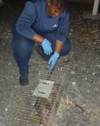 El estudio incluye pruebas para virus y otros agentes infecciosos. Tomada de MiAmbiente